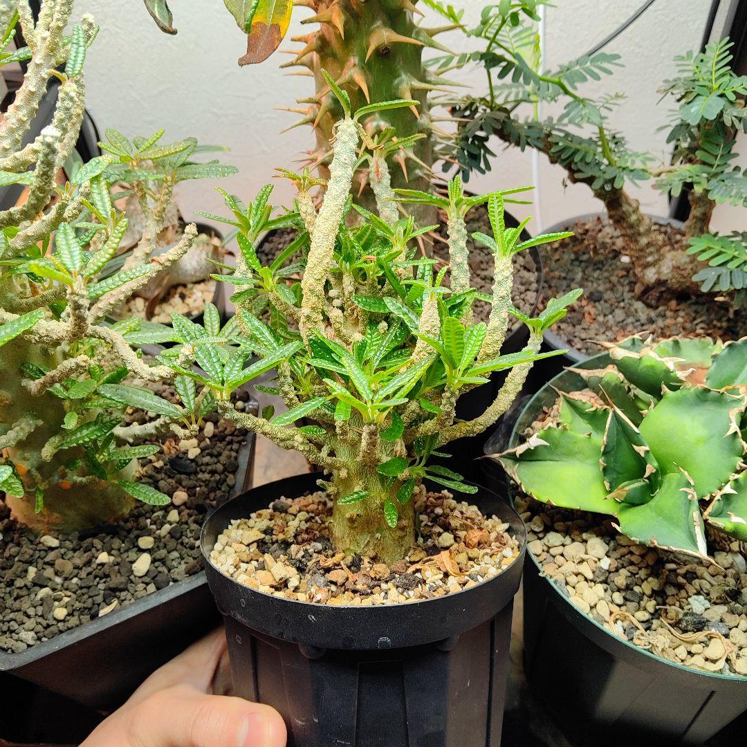 【1/23更新】ドルステニア　ギガス　ブラータ　鉢ごと発送　活着済み