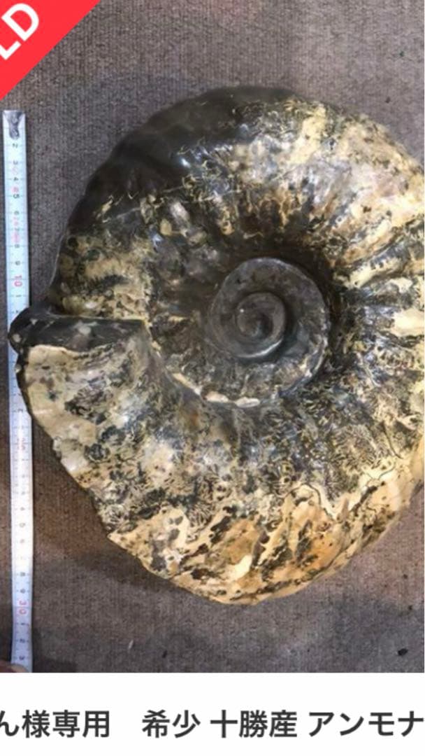 希少 十勝産 アンモナイトの化石