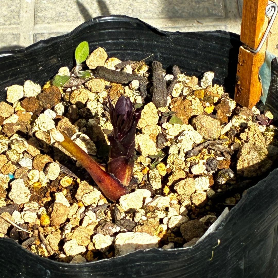 プ*ア様 3489☘️蕾花付き☘️⭐️ダブル⭐️写楽⭐️整形花⭐️艶ピコ⭐️樋口