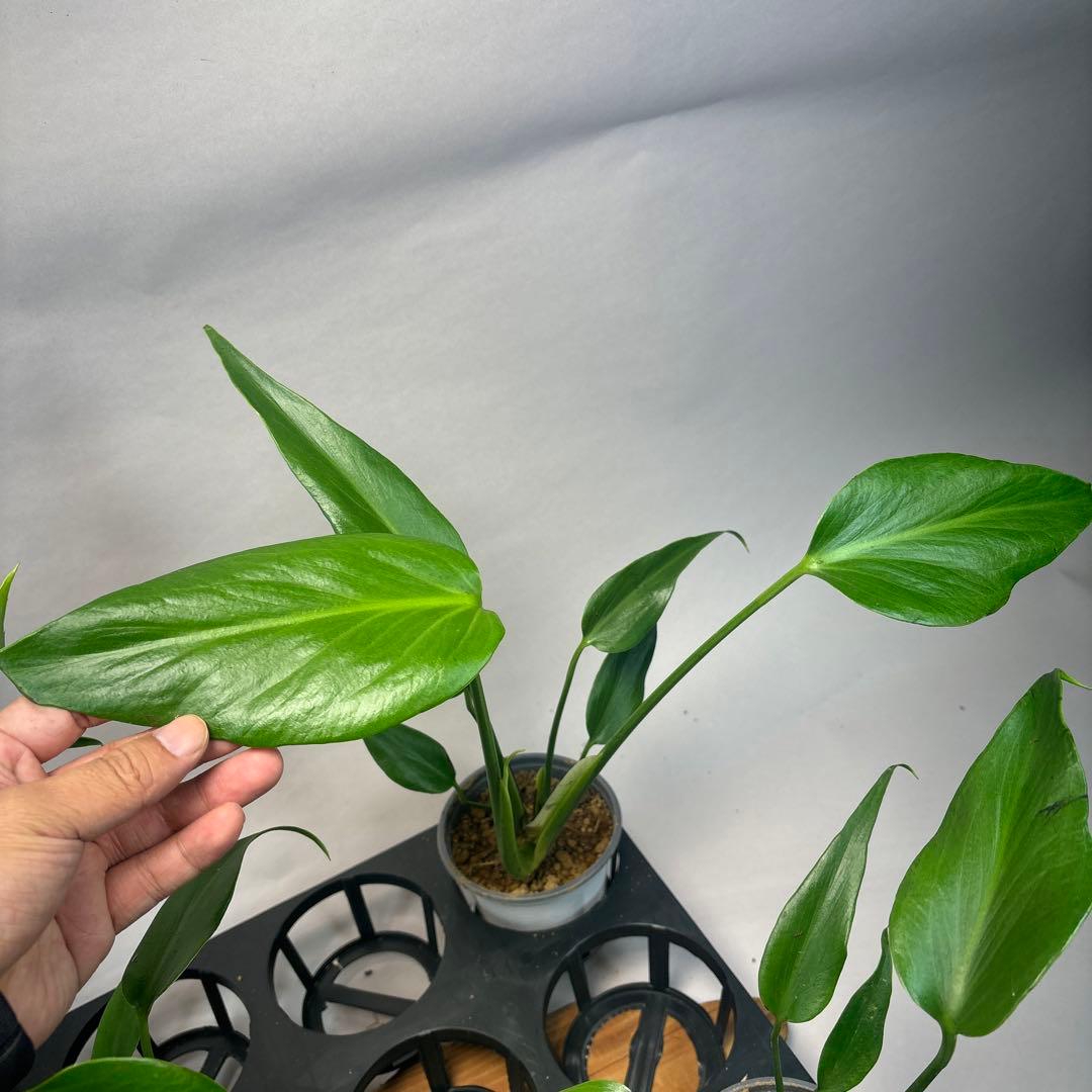 S*a様 5株セットL038 モンステラ バールマルクスフレーム