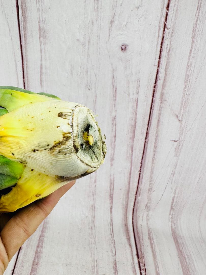 788 アガベ ユタエンシス エボリスピナ 陽炎