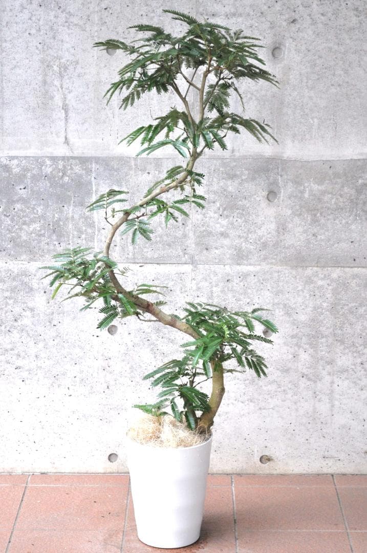 エバーフレッシュ 140cm 8号 S-shaped tree form