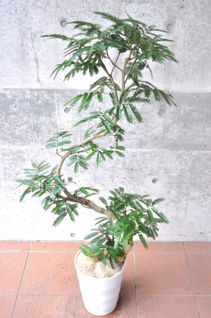 エバーフレッシュ 140cm 8号 S-shaped tree form