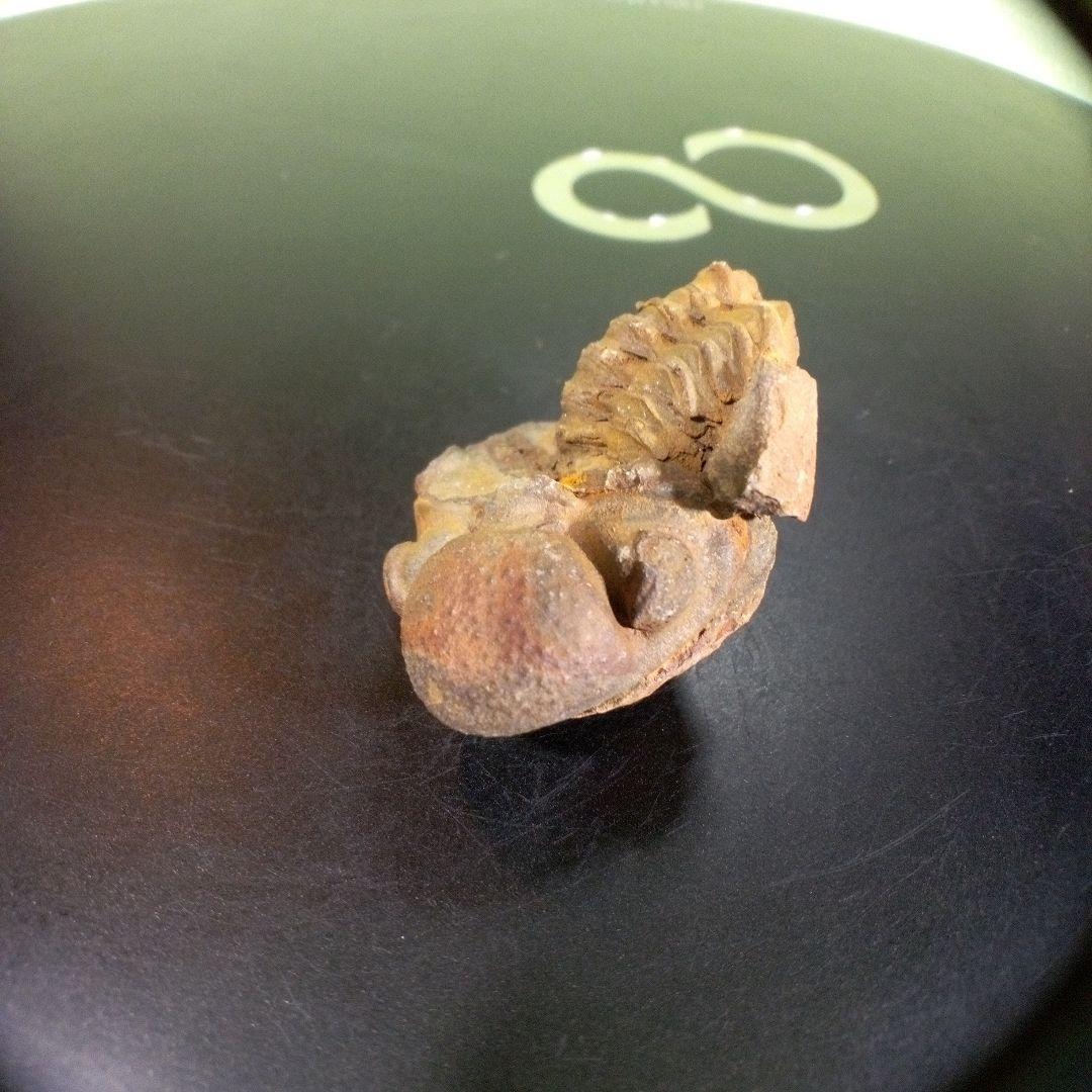 三葉虫　化石　fossil　ボリビア産　trilobite　海生動物識別⑦