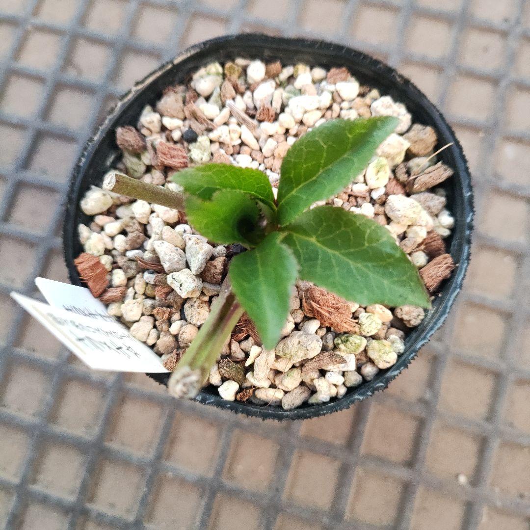 クリスマスローズ　苗