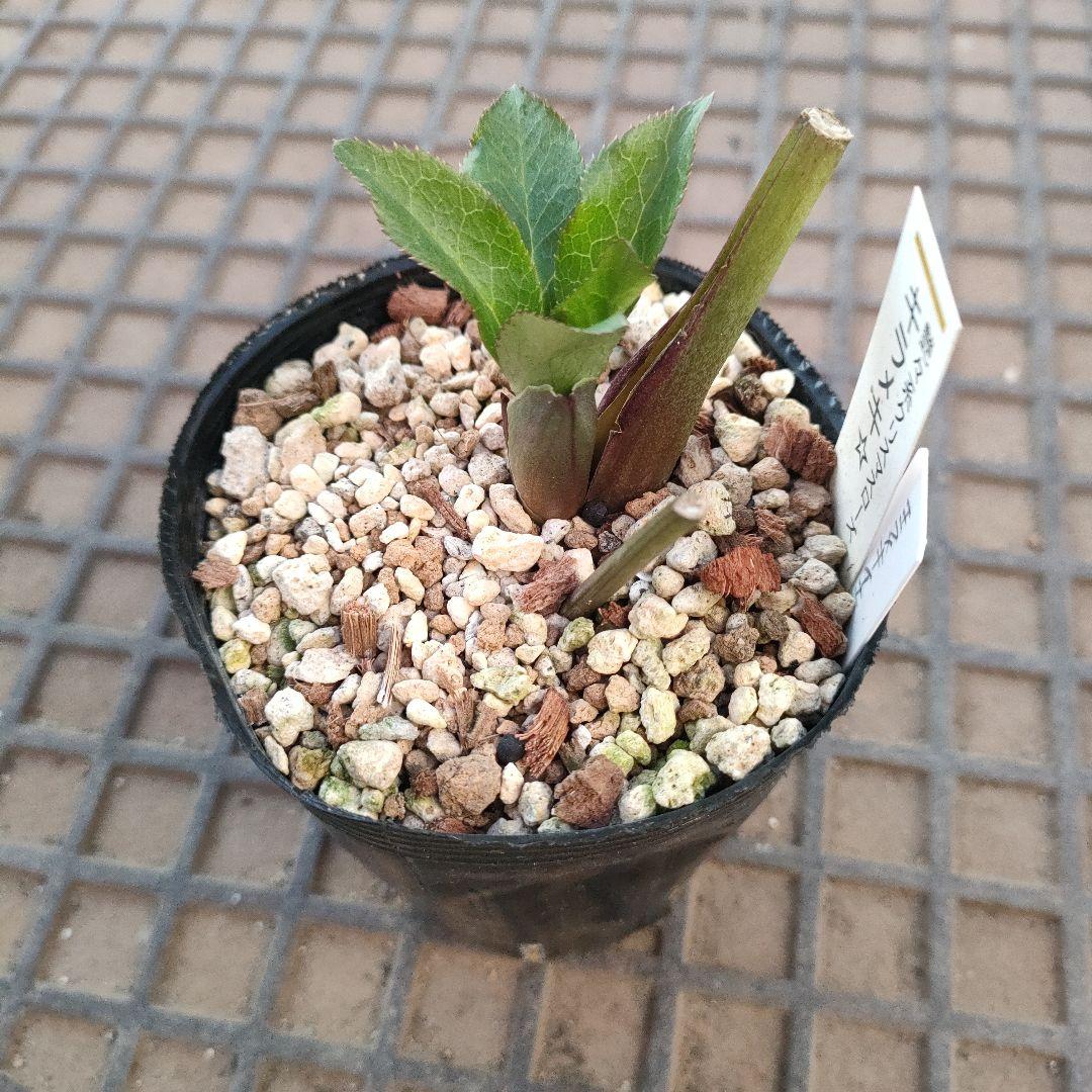 クリスマスローズ　苗