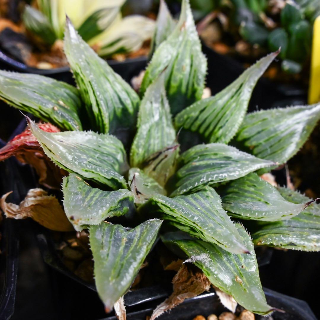 ハオルチア ナイルの一滴