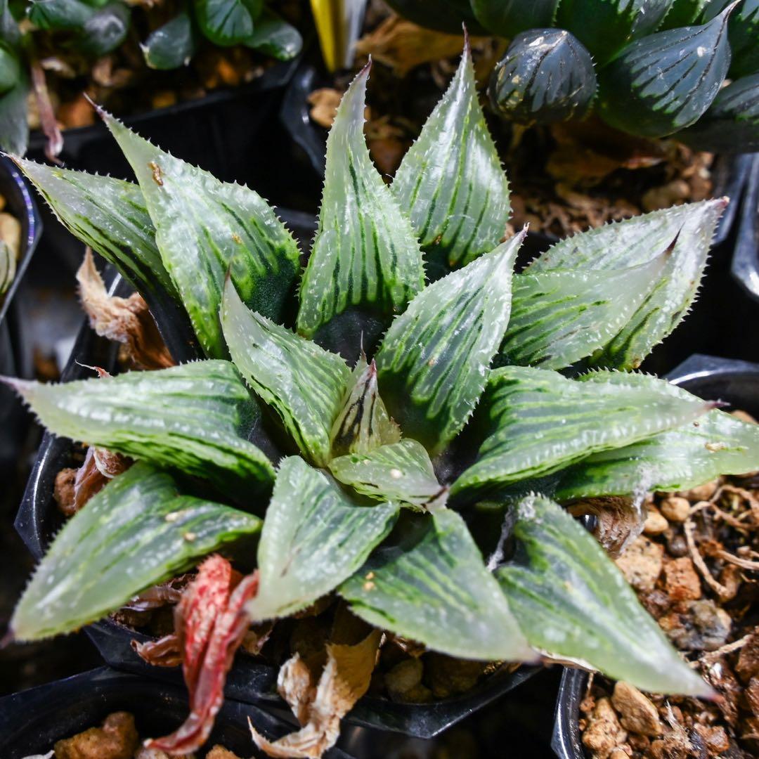 ハオルチア ナイルの一滴