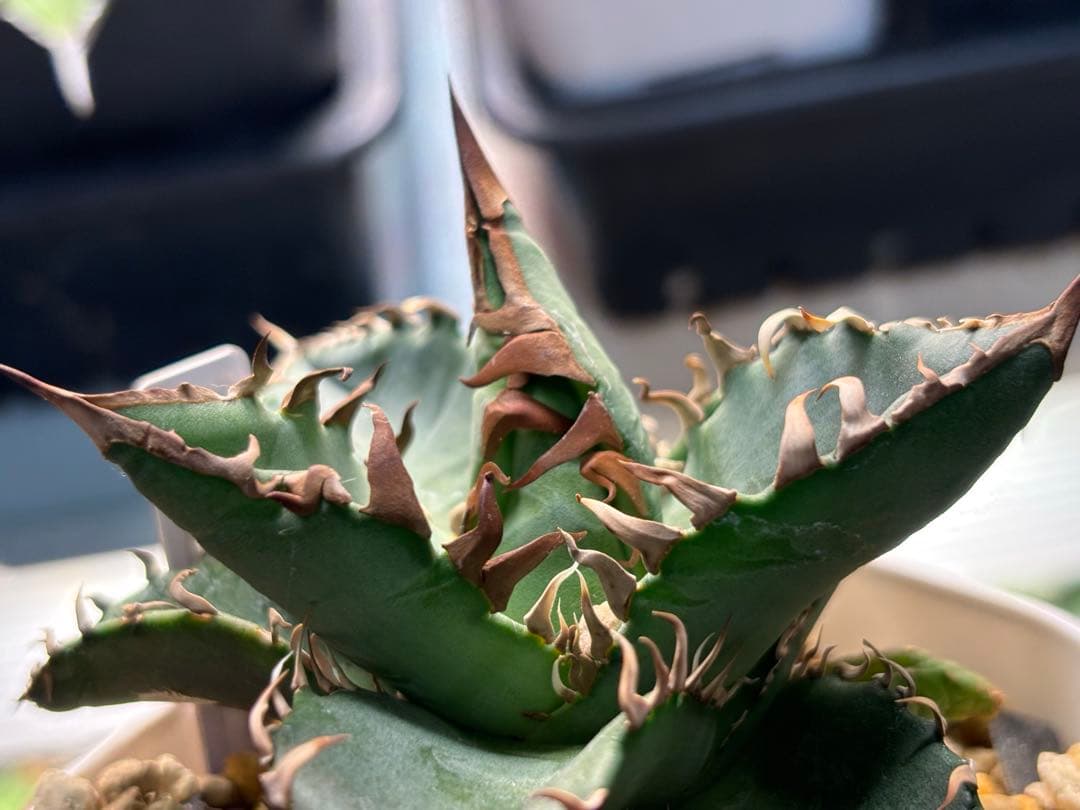 実生 オテロイ 検索)オアハカ スナグル チタノタ アガベ fo-076 ホリダ