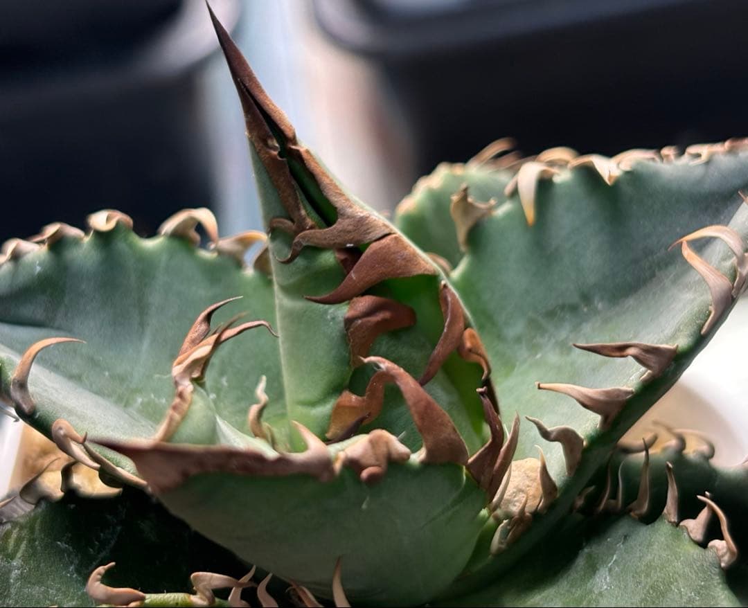 実生 オテロイ 検索)オアハカ スナグル チタノタ アガベ fo-076 ホリダ
