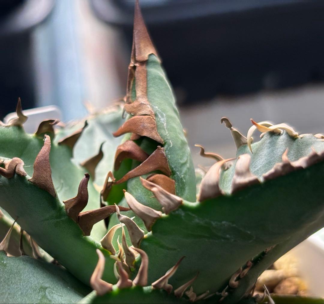 実生 オテロイ 検索)オアハカ スナグル チタノタ アガベ fo-076 ホリダ