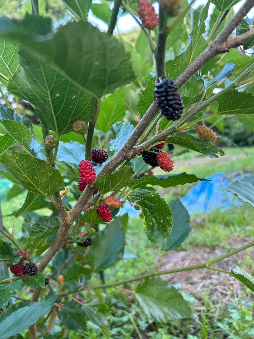マルベリー　桑　木