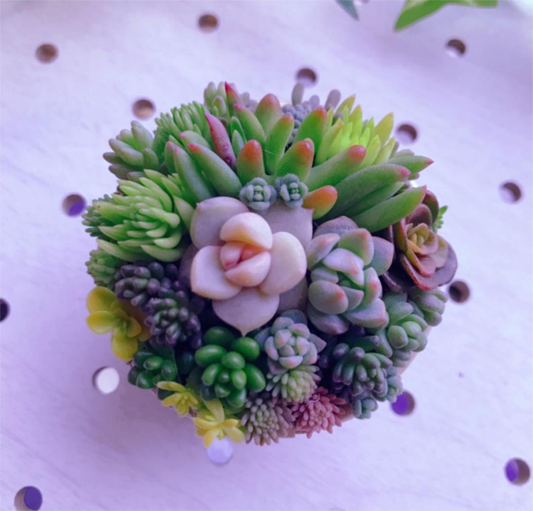 ★★セダム畑❤️★ちまちまキュンキュン★寄せ植え★このまま飾れます★多肉植物