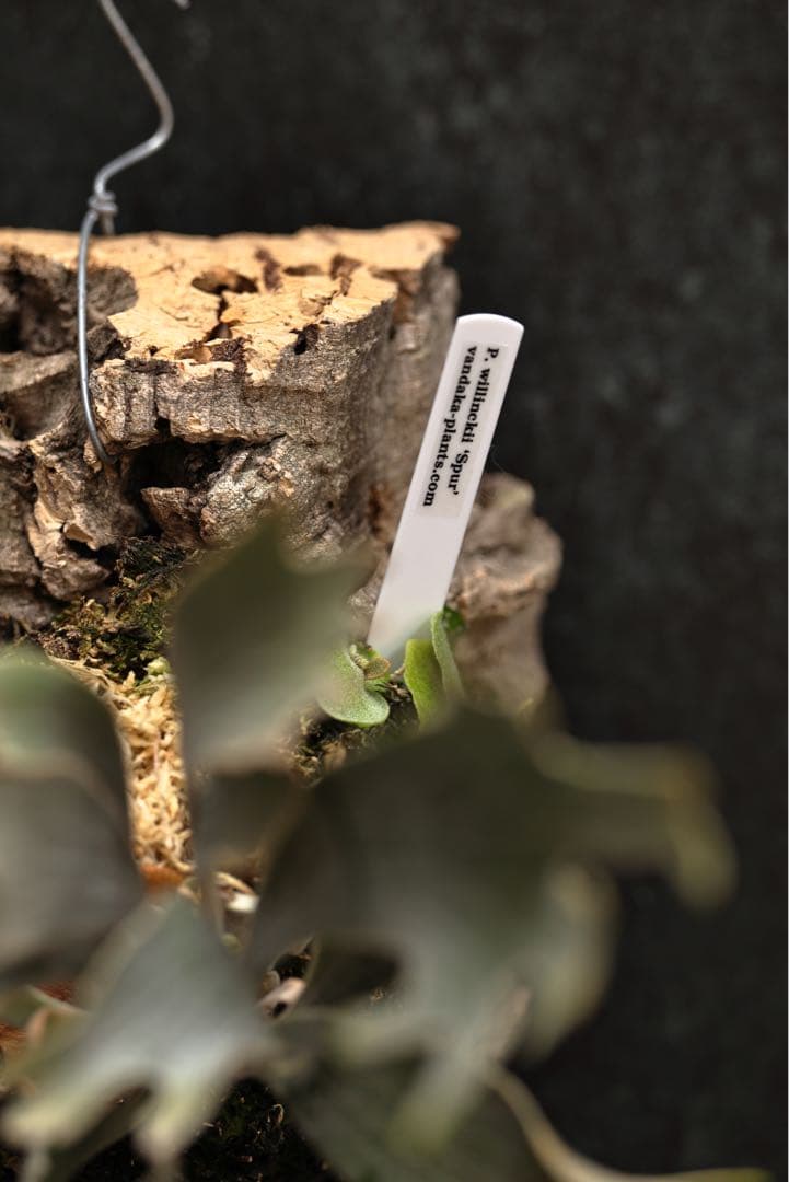 ビカクシダ P.willinckii \"Spur\" OC