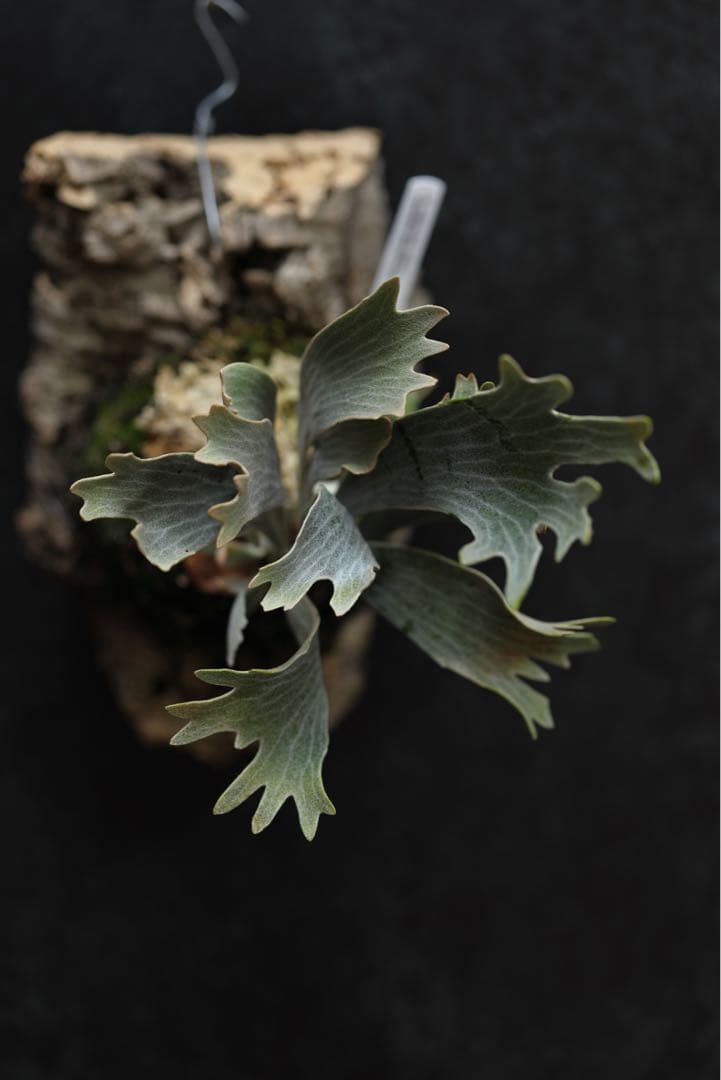 ビカクシダ P.willinckii \"Spur\" OC