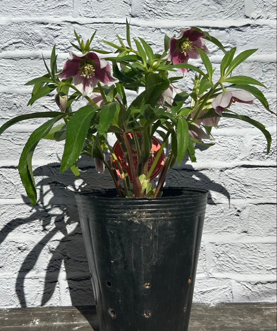 クリスマスローズ　プチドール　横山園芸　開花株