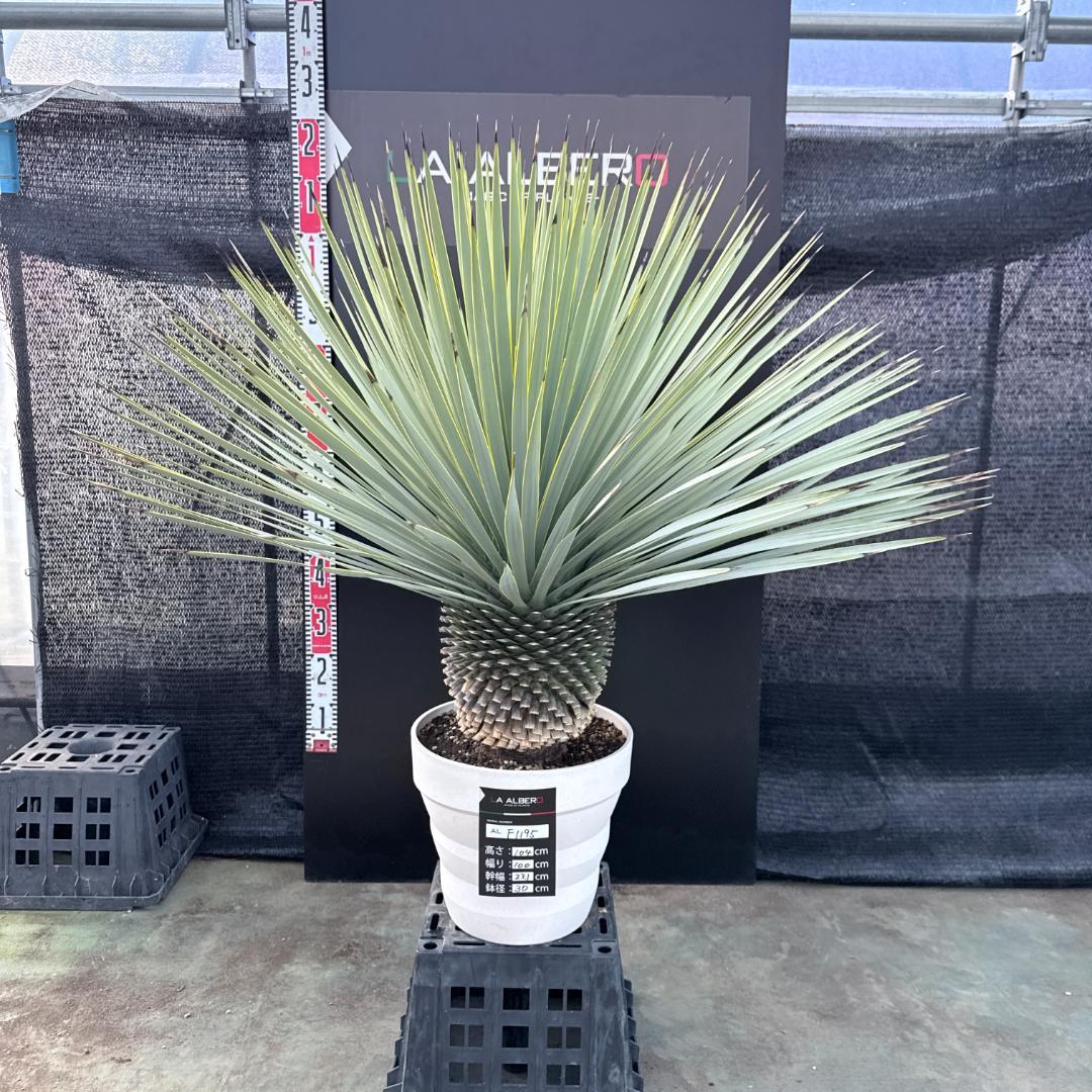 【AL-F1195】ユッカ　ロストラータ　超美形　超極太　シルバーブルー