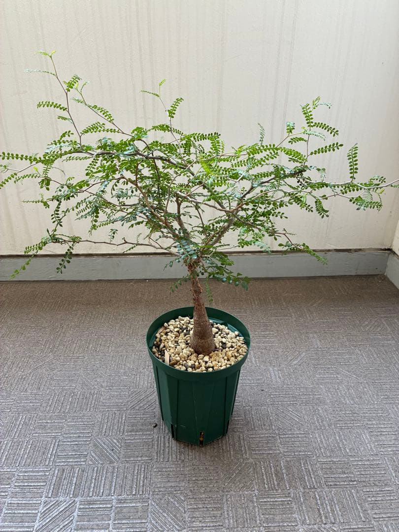 オペルクリカリア・パキプス／6号