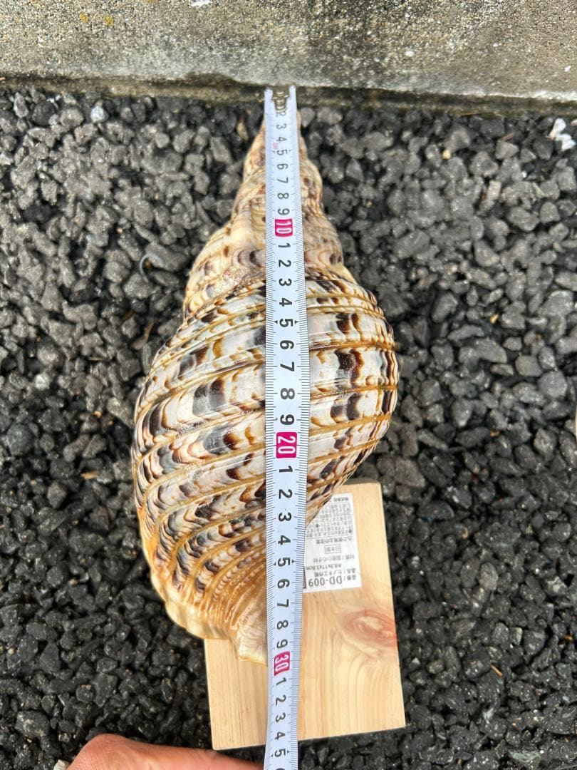 法螺貝　3個セット　32cm 32cm 30cm