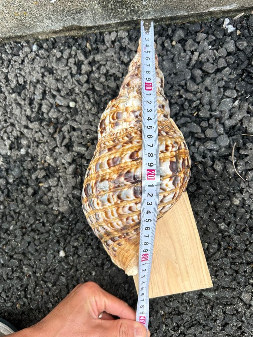 法螺貝　3個セット　32cm 32cm 30cm