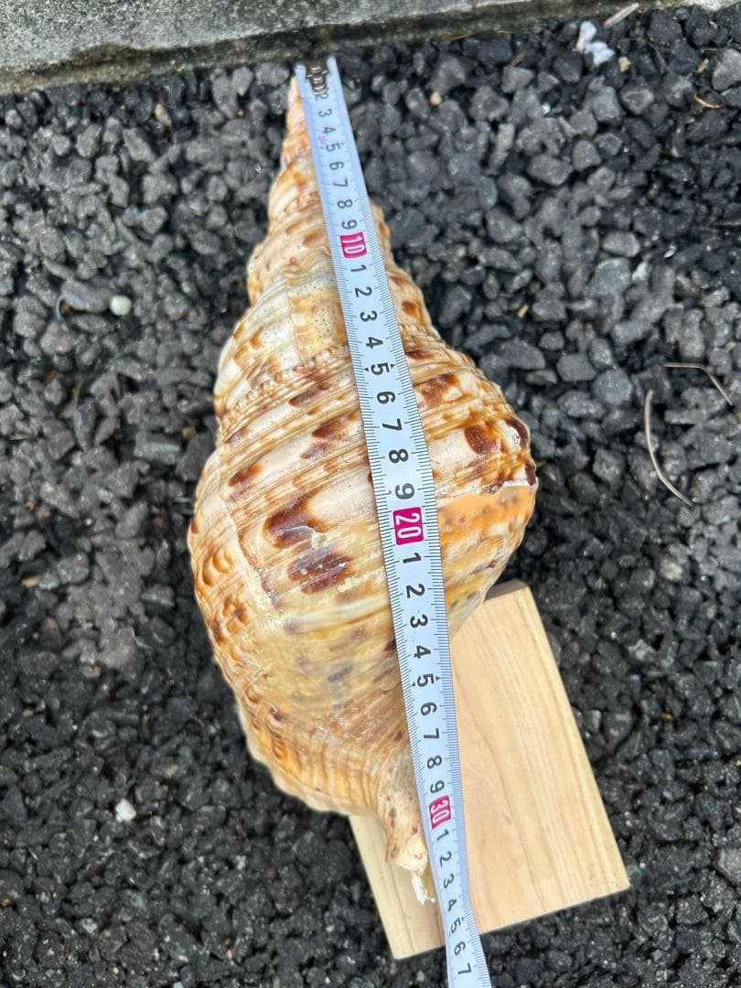 法螺貝　3個セット　32cm 32cm 30cm