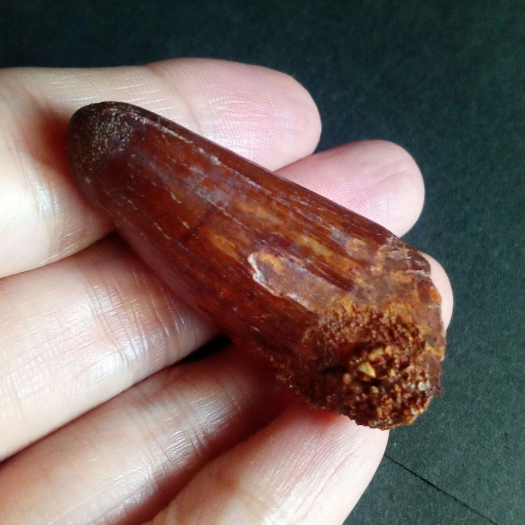 白亜紀　大型ワニ形類　エロスクス　極美麗