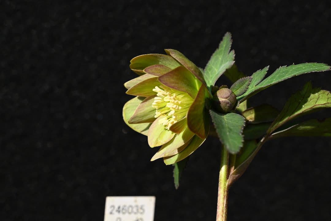 クリスマスローズ　珍品！Wild　Collectionマリアルーベンス　加藤農園