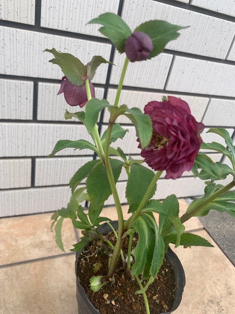 クリスマスローズ　野田園芸　小輪