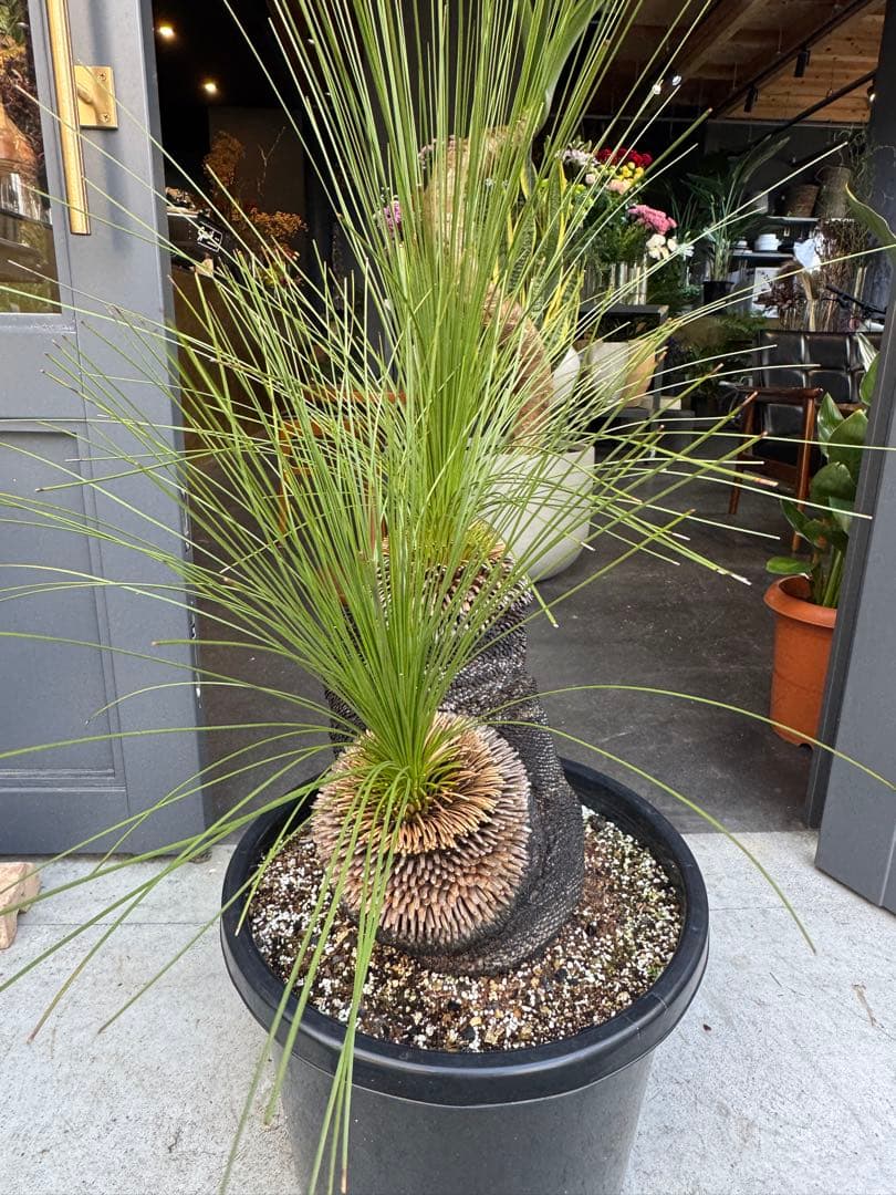 分頭　クサントロエア　ジョンソニー　ブラックボーイ