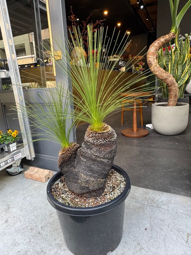 分頭　クサントロエア　ジョンソニー　ブラックボーイ