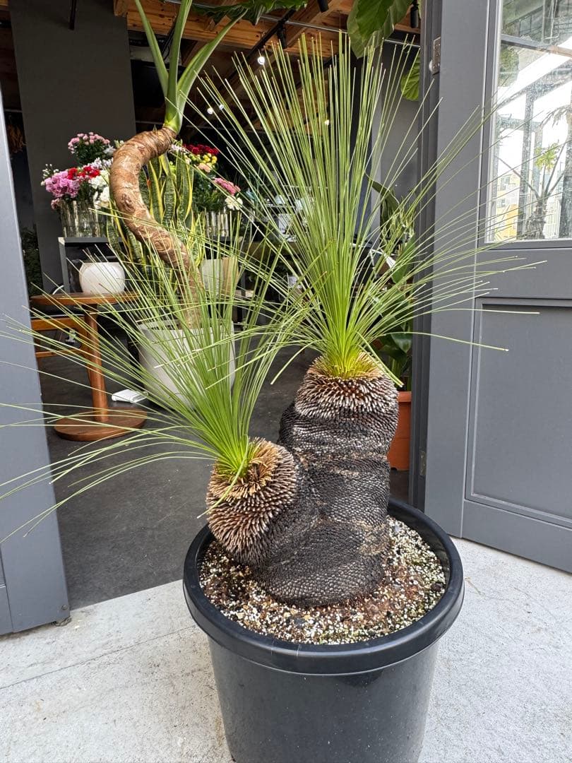 分頭　クサントロエア　ジョンソニー　ブラックボーイ