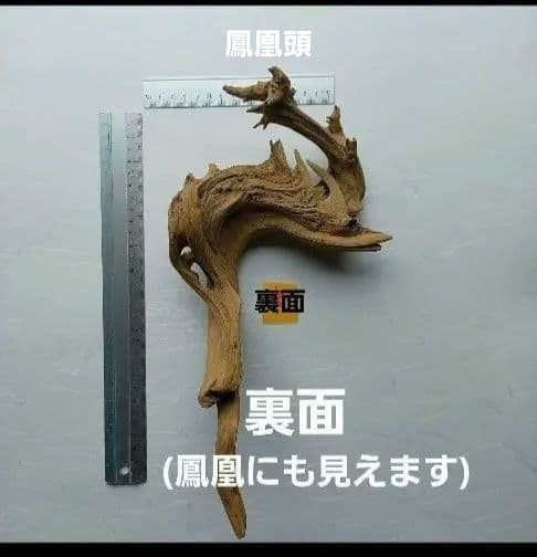 変木(龍神木)天然木根、希少、珍品、一点物❗