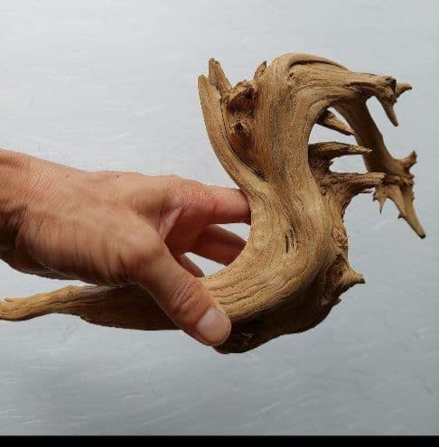 変木(龍神木)天然木根、希少、珍品、一点物❗