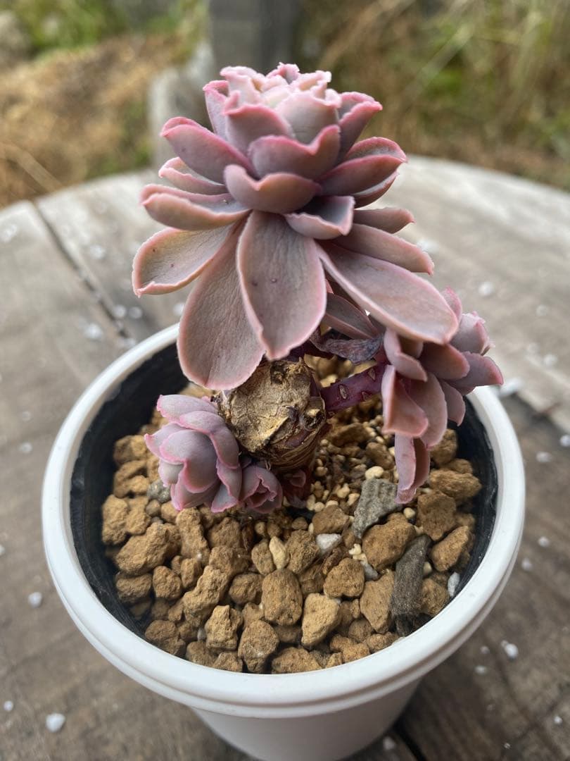 原種　チャザロイ群生　リクエスト　Chazaroi エケベリア 紫色