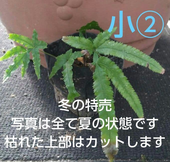 ワケアリ 小② 品種不明シダ