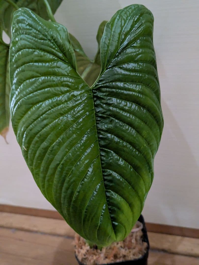 Philodendron furcatum フィロデンドロン　レア品種