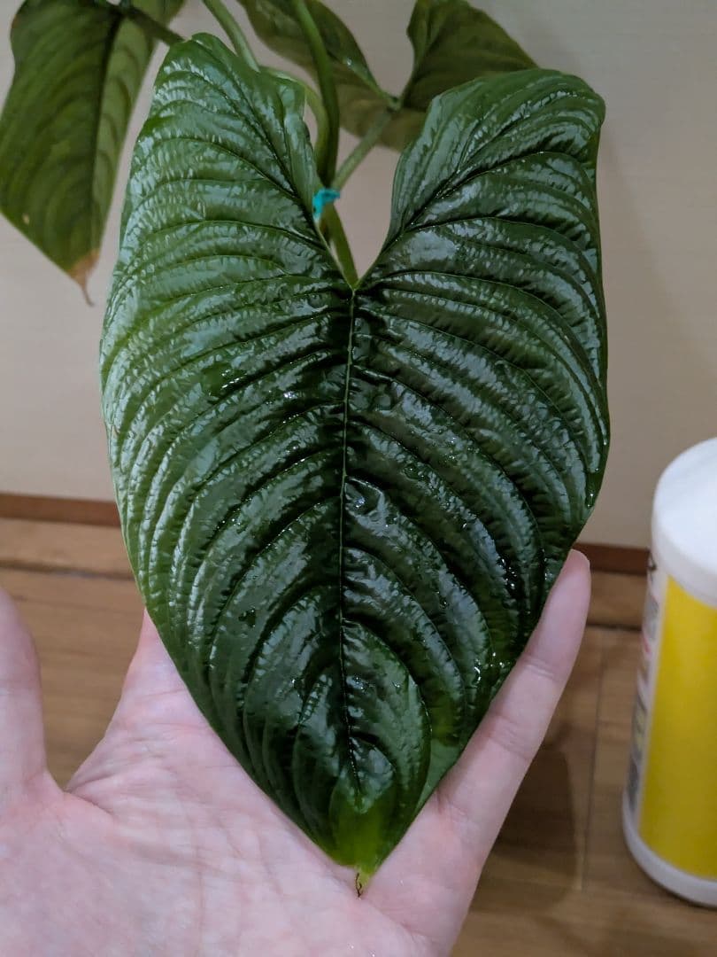 Philodendron furcatum フィロデンドロン　レア品種