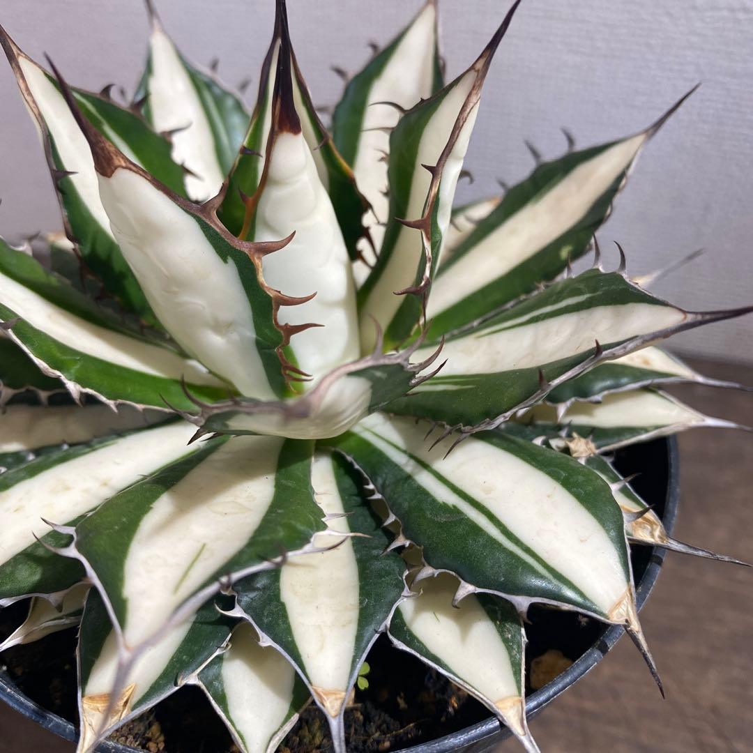 アガベ　ホリダ白中斑入　極上2