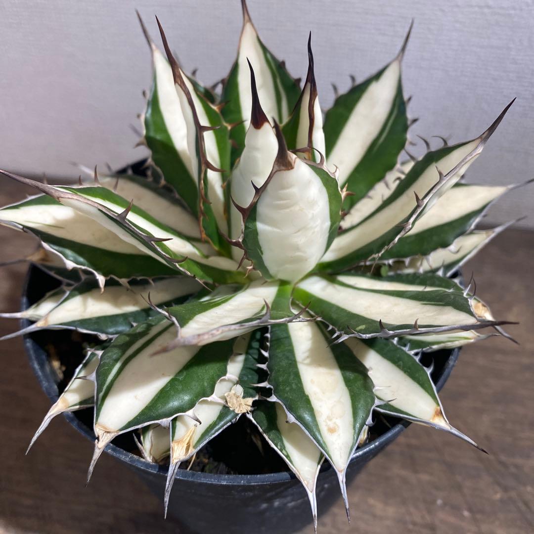 アガベ　ホリダ白中斑入　極上2