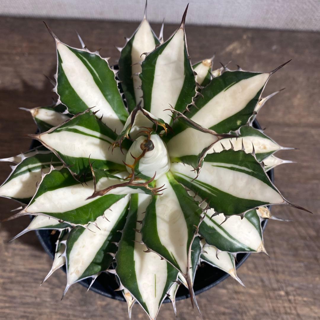 アガベ　ホリダ白中斑入　極上2