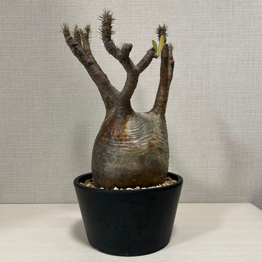 パキポディウム・グラキリス③　発根済み　現地球