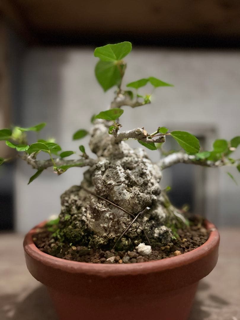 専用　オオハマボウ　小品盆栽　太幹　ハート型の葉