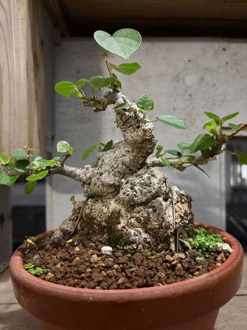 専用　オオハマボウ　小品盆栽　太幹　ハート型の葉