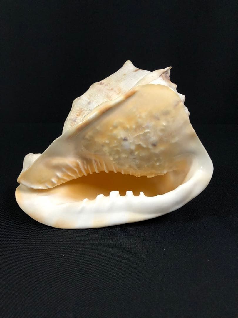トウカムリガイ＊貝殻＊置物＊インテリア