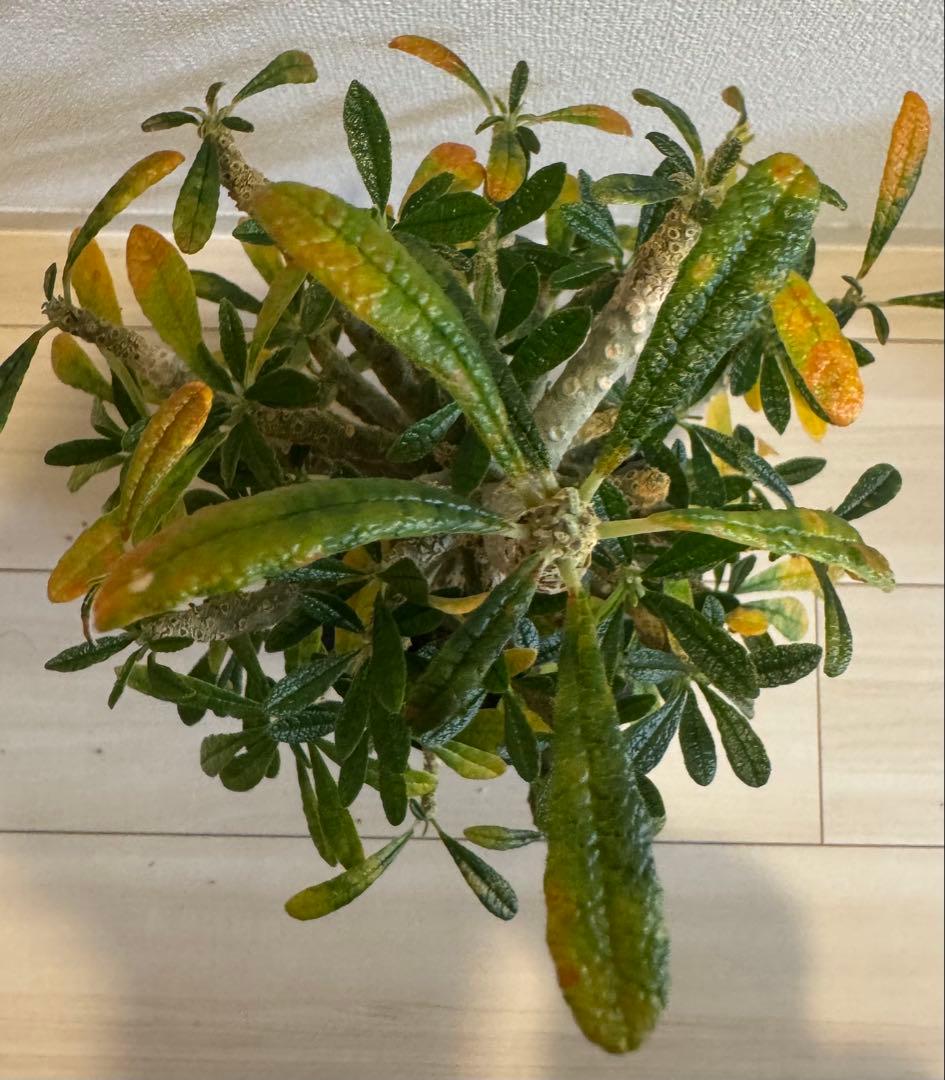 激太　ドルステニアギガス