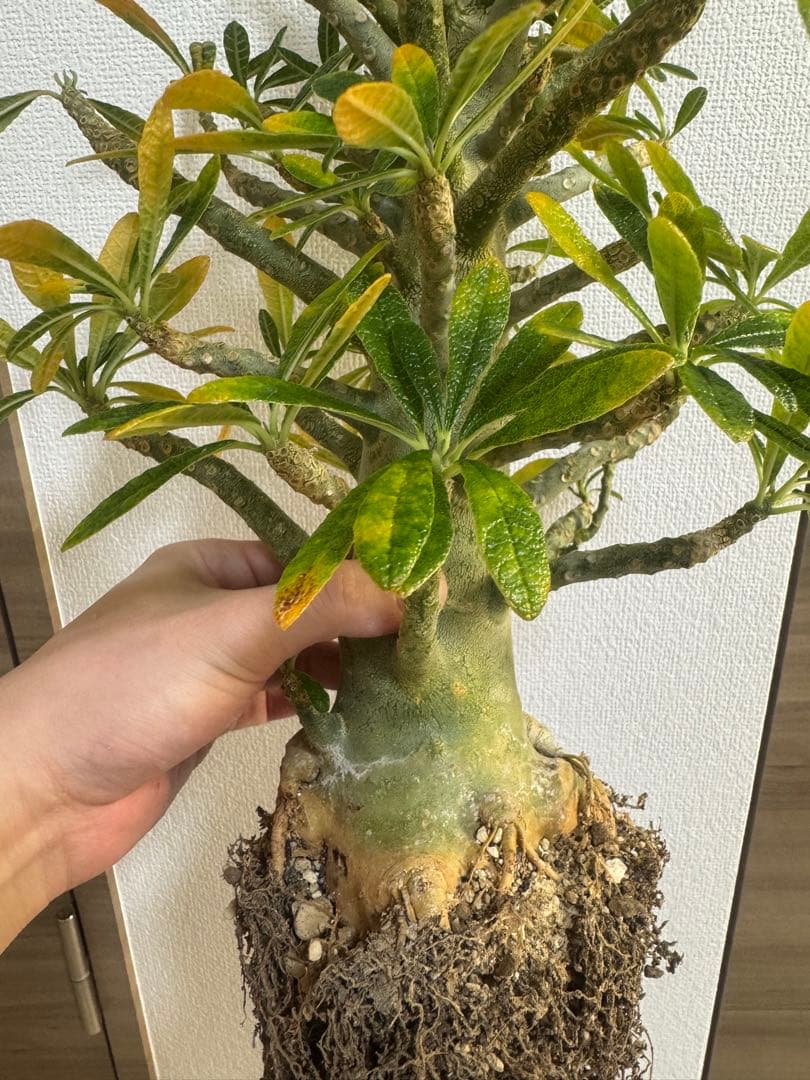 激太　ドルステニアギガス