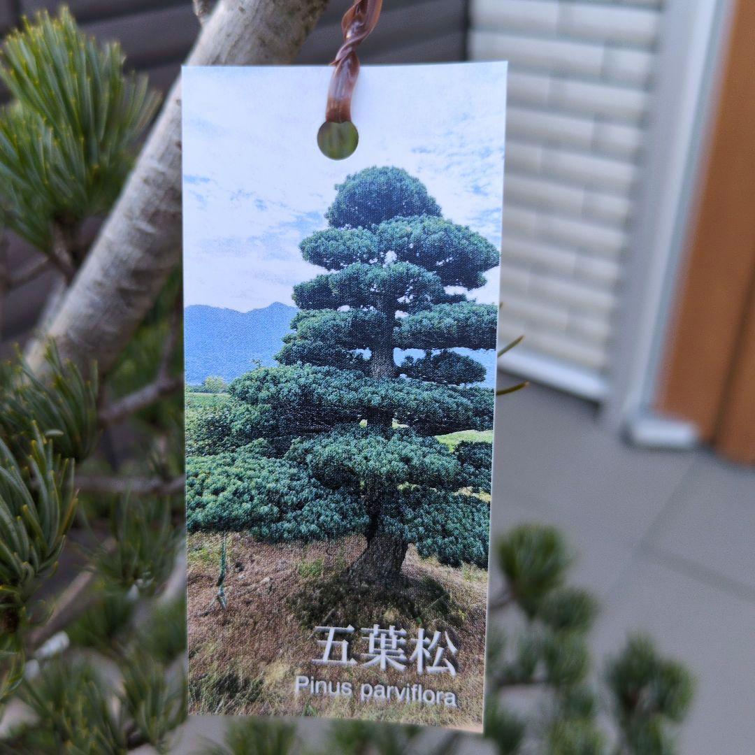 庭木　盆栽　五葉松　ごようまつ　１０号鉢