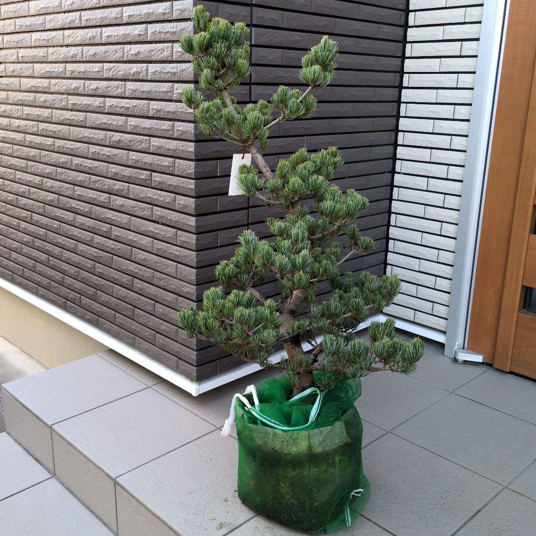 庭木　盆栽　五葉松　ごようまつ　１０号鉢