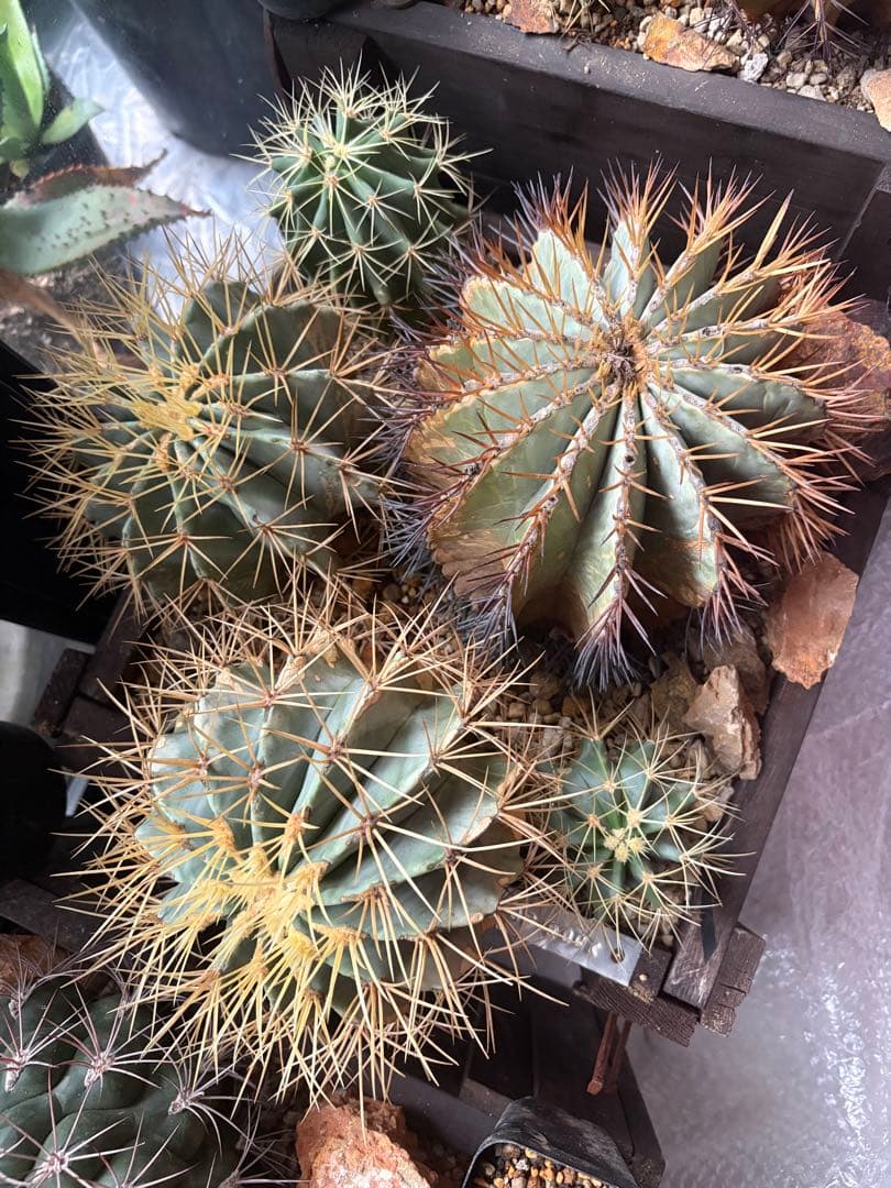 フェロカクタス王冠竜セット！ハビタット◇ドライガーデン多肉サボテン南国アガベ