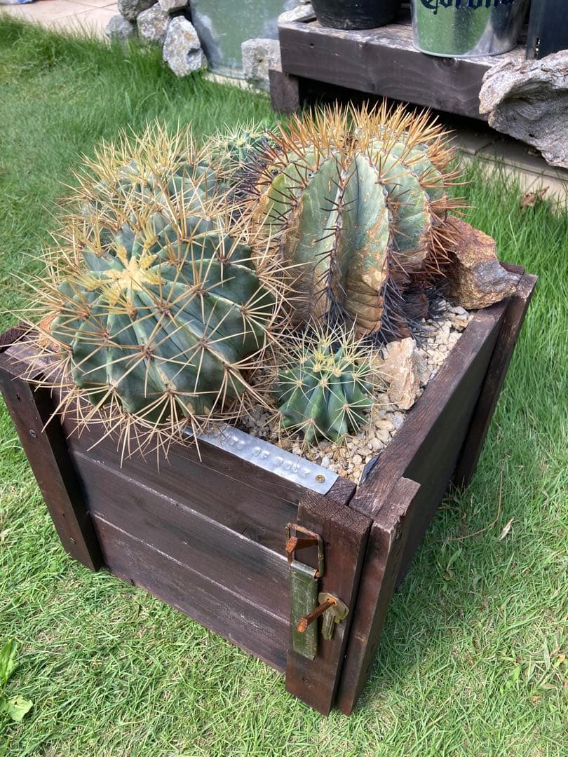 フェロカクタス王冠竜セット！ハビタット◇ドライガーデン多肉サボテン南国アガベ